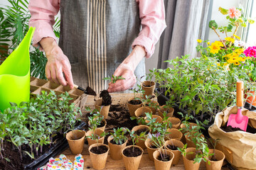 A man carefully pricks out and transfers young tomato seedlings into biodegradable pots. Bright flowers and green plants create a lively indoor garden atmosphere, preparing for spring planting 