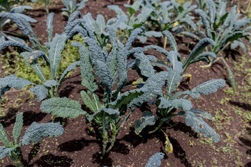 Organic Kale harvest