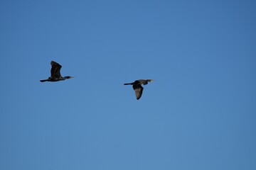 Fototapeta premium Two cormorants in flight in a clear blue sky.