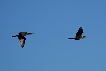 Two cormorants in flight in a clear blue sky.