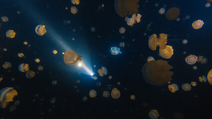 Underwater shot of the freediver swimming with the torch at night in the lake full of jellyfish.