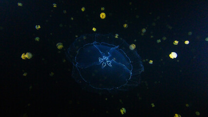 Underwater night shot of the jellyfish glowing in UV light