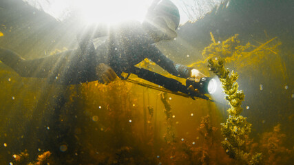 River spearfishing. Woman with speargun and torch slowly swims underwater in the murky river and explores area full of underwater plants