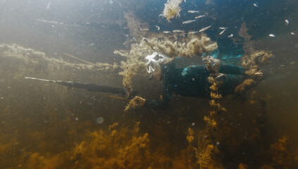 River spearfishing. Woman with speargun swims underwater in the murky river and explores area full of underwater plants