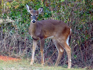 deer in the woods