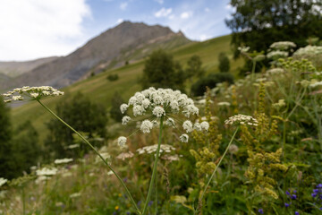 Obraz premium Wild alpine plant on the Plateau d’Emparis in the Arves Massif, Hautes-Alpes, French Alps