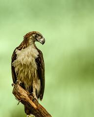 A Philippine eagle