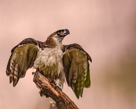 A Philippine eagle
