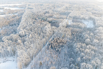 Zimowy las  © Tomasz Warszewski