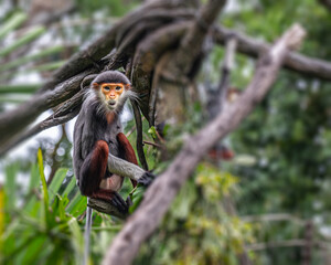 Red Shanked langur