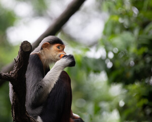 Red Shanked langur