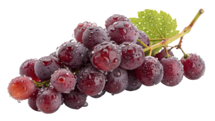 Freshly washed red grapes with green leaf and sparkling water droplets on a vine