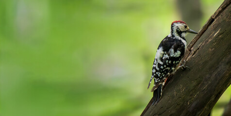 Portrait of male white-backed woodpecker (Dendrocopos leucotos) on green forest background - banner with copy space. White-backed woodpecker climbing and looking for some food on on sloping tree trunk