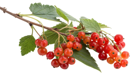 Freshly picked red currants on a branch with vibrant green leaves, ready for harvest