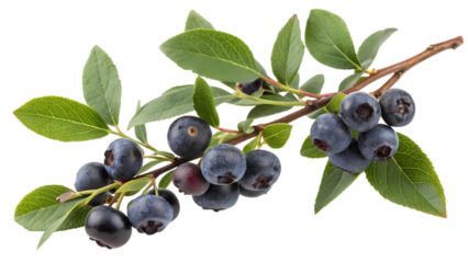 Freshly picked blueberries on a branch with vibrant green leaves against a dark background