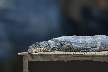 A Komodo Dragon