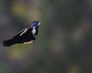 A Sulawesi Myna