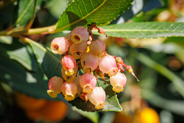 Fruiting Arbutus Unedo Tree with Red and Orange Berries