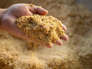 The hands are picking up and showing rice husks, which are used as planting material for trees