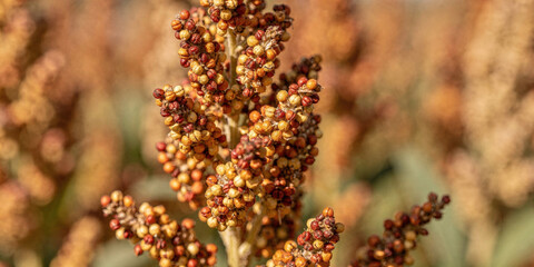 Ripe red sorghum grain in field vital crop for global food security and sustainable agriculture. This close up highlights rich texture of bountiful harvest