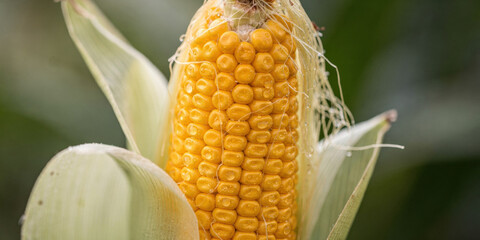 Fresh yellow corn cob on stalk symbol of food security and sustainable agriculture. Closeup highlights raw vegetable grain harvest in natural farm field