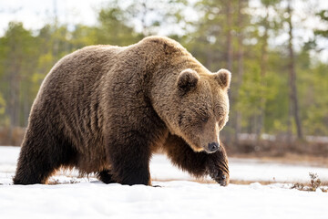 Brown bear walking on snow with forest background
