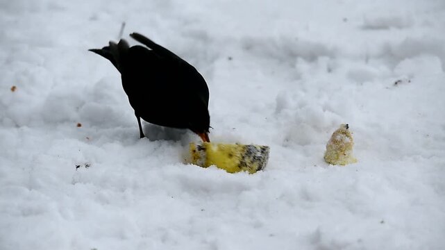 Amsel frisst Apfel im Schnee