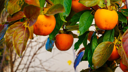 Gardening background. Persimmon Ripe orange fruits and green leaves in autumn garden in rainy day. Kaki plum tree. Japanese persimmon, Diospyros kaki  Lycopersicum fruits