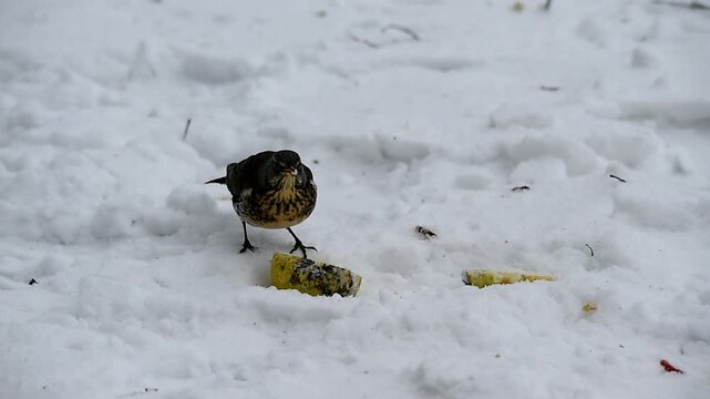 Wacholderdrossel frisst Apfel im Schnee
