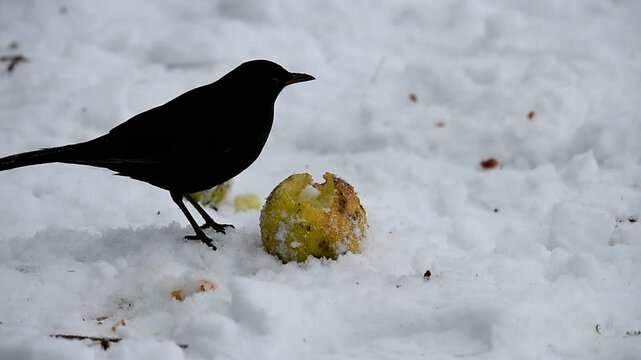 Amsel frisst Apfel im Schnee