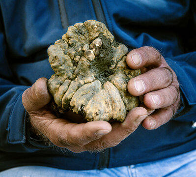 white truffle , tuber magnum pico , food , precious ,rare ,raw mushroom ,wild scent , bewitching perfume , edible ,natural ,calloused hands , truffe blanche , close-up , humus , 