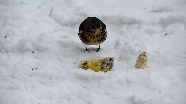 Wacholderdrossel frisst Apfel im Schnee