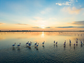 Flamingos stand in shallow water during sunset near the coast, reflecting sunlight and creating a warm atmosphere with soft clouds above