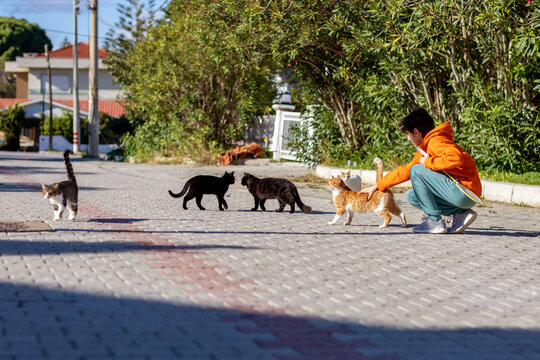 Teenager interacting with cats holding a badminton racket
