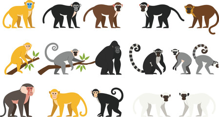 Fototapeta premium Set of various monkey and primate characters including gorilla lemur baboon and golden monkey in different natural poses isolated on white background