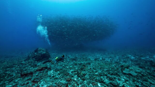 Underwater shot of SCUBA Diver approaching huge spawning aggregation of fish