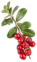 Fresh vibrant red cranberries on a leafy branch, bursting with natural color and healthy goodness