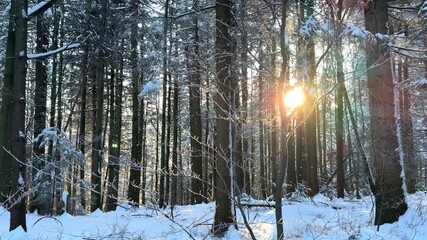 A snow-covered forest reveals sunlight streaming through trees, highlighting the snowy branches and ground, inviting exploration along the visible pathways in a tranquil winter setting