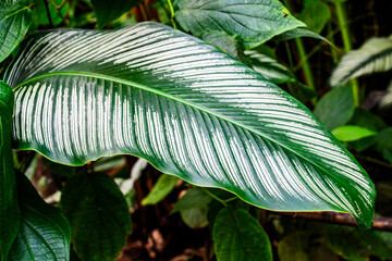 Feuille de Calathea