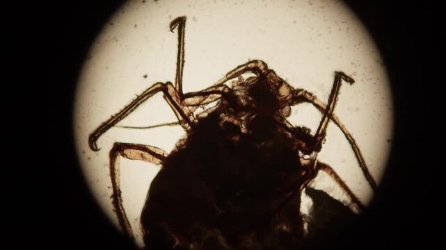 Microscopic image of Aphid bug, extreme close up on microscope of insect in laboratory.