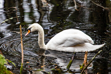 Naklejka premium A hissing swan on a forest pond