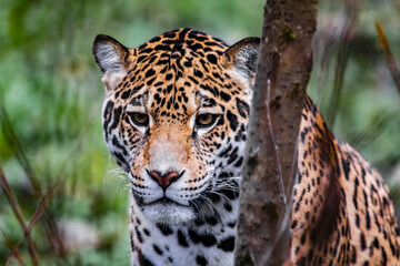 Obraz premium Jaguar in the woods