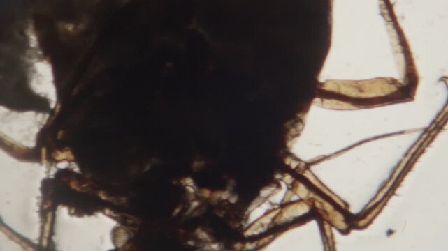 Microscopic image of Aphid bug, extreme close up on microscope of insect in laboratory.