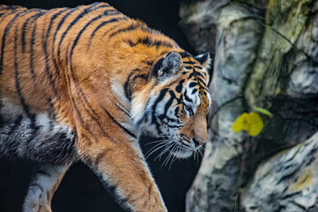 Obraz premium Amur tiger in the forest