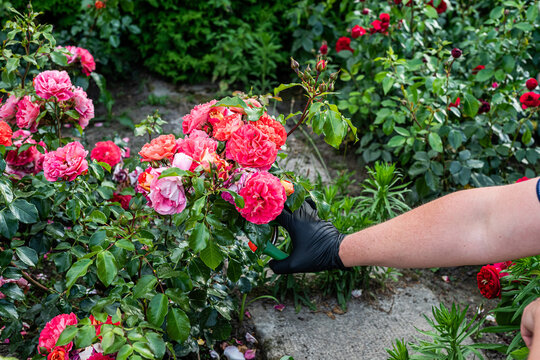Gardener Trimming Blooming Pink Roses in Summer Garden