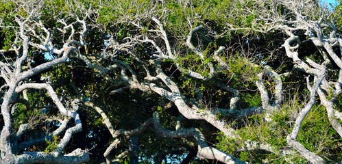 Hammock trees at park