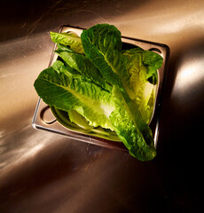  Salatbl&auml;tter in Schale, salat, frisch, k&ouml;stlich