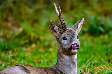 Roe deer (Capreolus capreolus) with one horn © Andrey Tishin