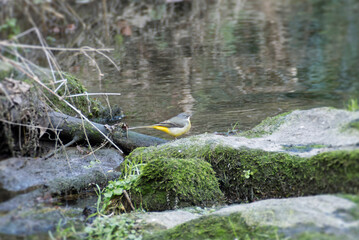 Grey wagtail (Motacilla cinerea) sitting on a stone in Zurich, Switzerland