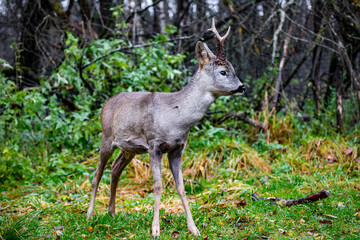 Roe deer (Capreolus capreolus) with one horn